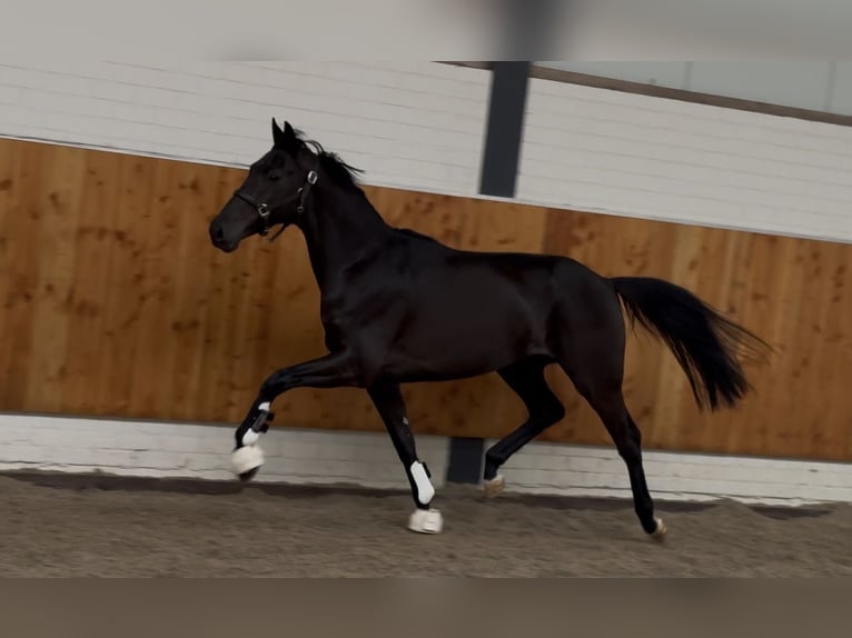 KWPN Mare 3 years 16 hh Black in Moergestel