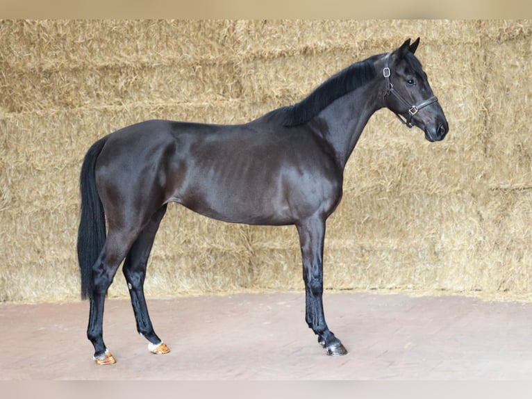 KWPN Mare 3 years 16 hh Black in Moergestel