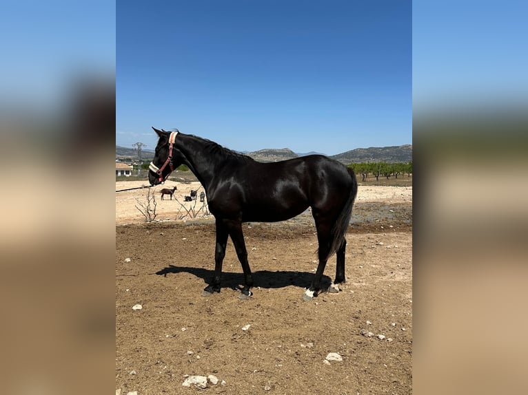 KWPN Mare 3 years 16 hh Black in Monóvar
