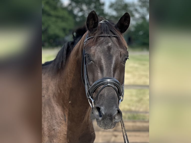 KWPN Mare 3 years 16 hh Black in Nordhorn