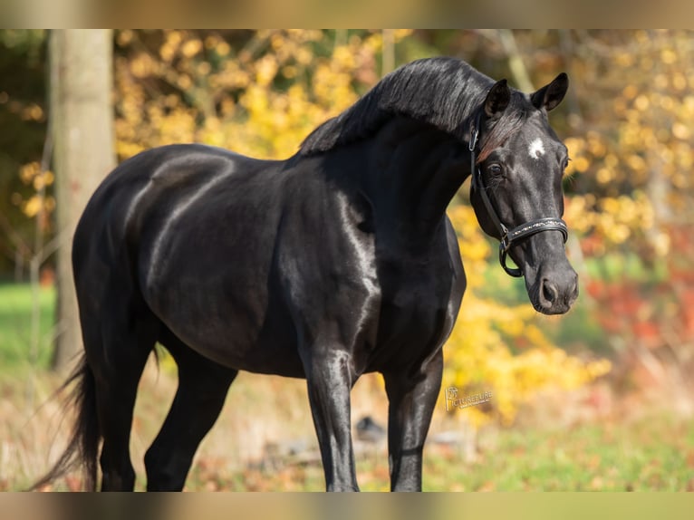KWPN Mare 3 years 16 hh Black in Peer