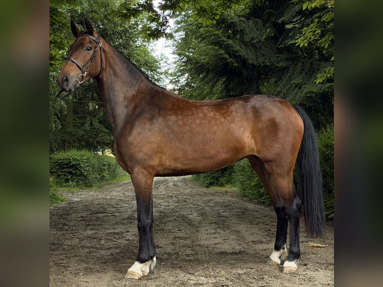 KWPN Mare 3 years 16 hh Brown in Żyraków