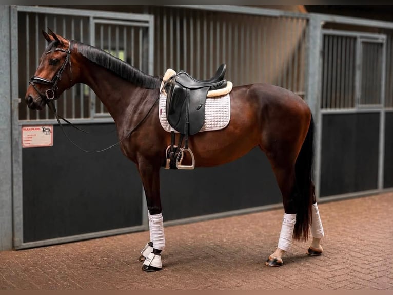 KWPN Mare 3 years 16 hh Brown in Arendonk