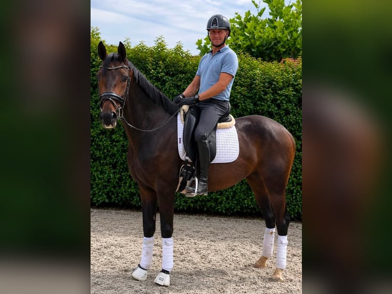 KWPN Mare 3 years 16 hh Brown in Arendonk