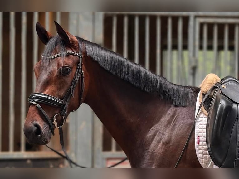 KWPN Mare 3 years 16 hh Brown in Arendonk