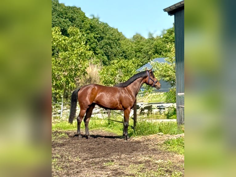 KWPN Mare 3 years 16 hh Brown in Mill