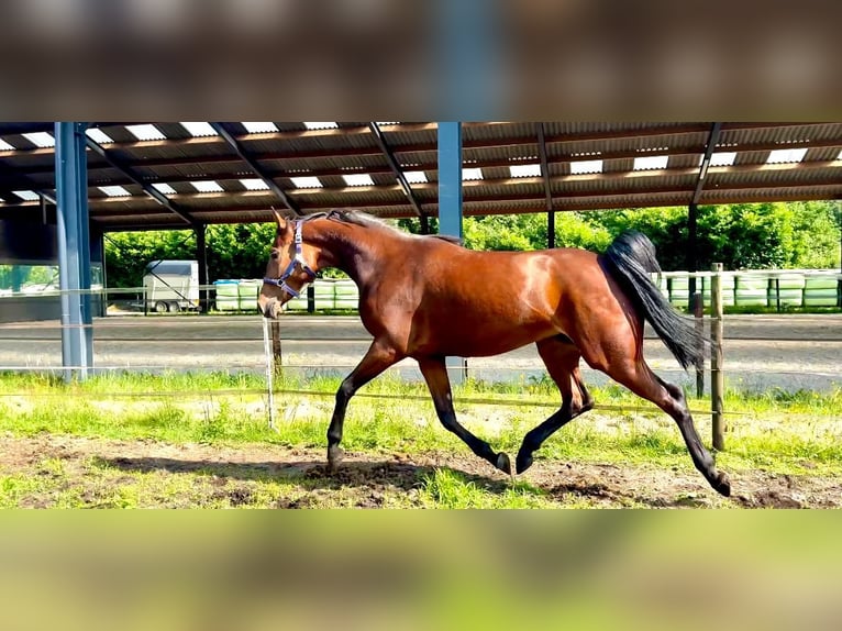 KWPN Mare 3 years 16 hh Brown in Mill