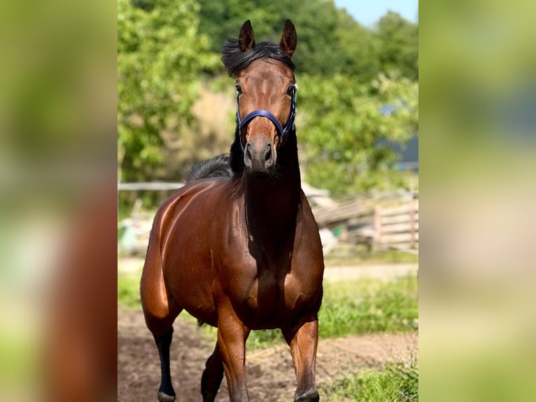 KWPN Mare 3 years 16 hh Brown in Mill