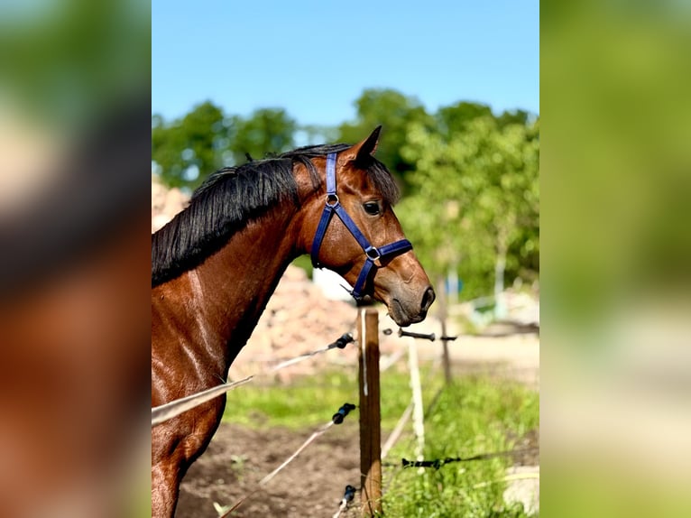 KWPN Mare 3 years 16 hh Brown in Mill