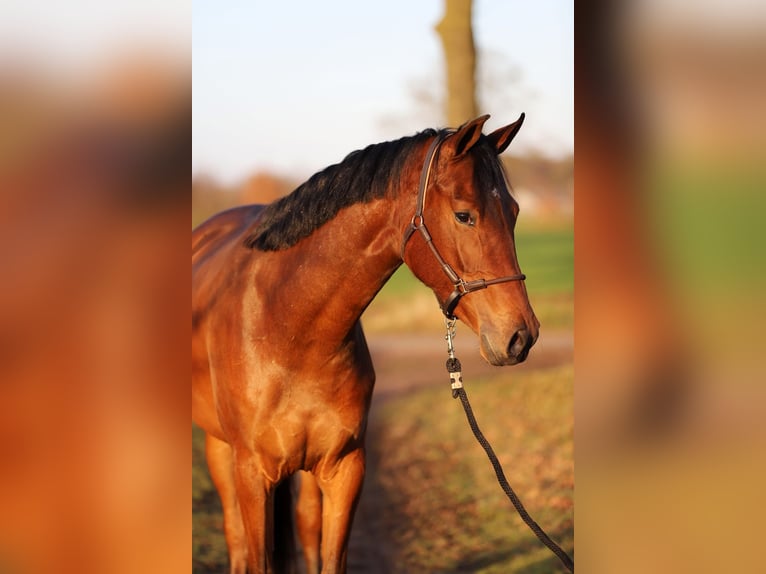 KWPN Mare 3 years 16 hh Brown in Harreveld