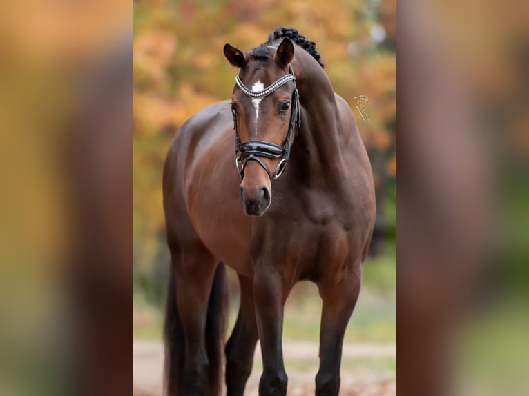 KWPN Mare 3 years 16 hh Brown in Peer