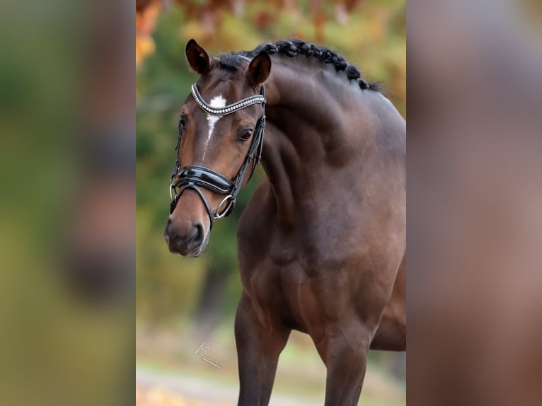 KWPN Mare 3 years 16 hh Brown in Peer