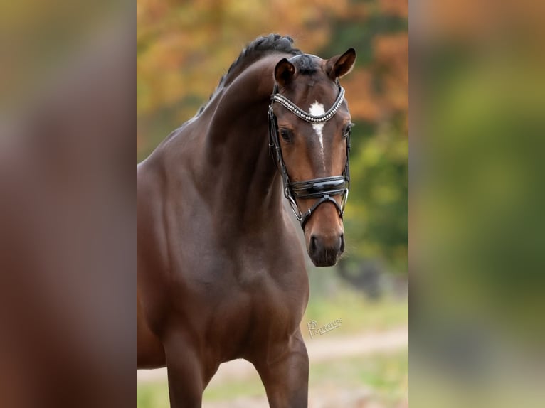 KWPN Mare 3 years 16 hh Brown in Peer