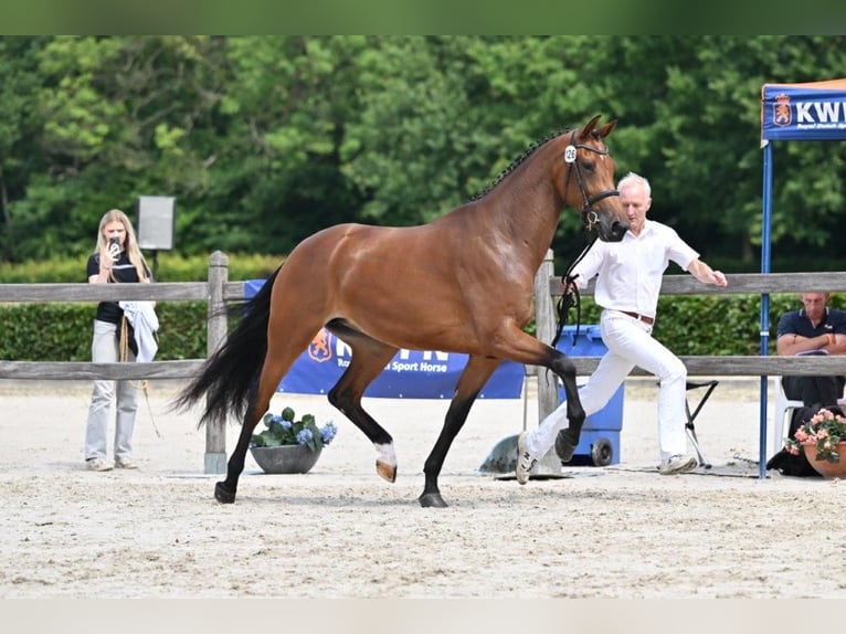 KWPN Mare 3 years 16 hh Brown in Wapenveld