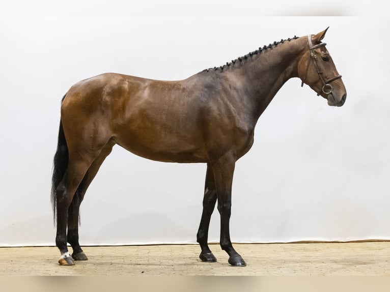 KWPN Mare 3 years 16 hh Brown in Waddinxveen