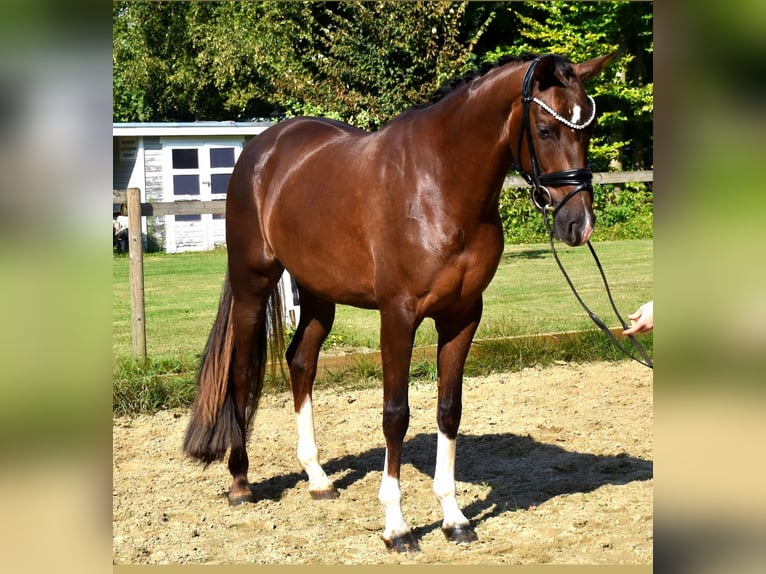 KWPN Mare 3 years 16 hh Chestnut in Neuss