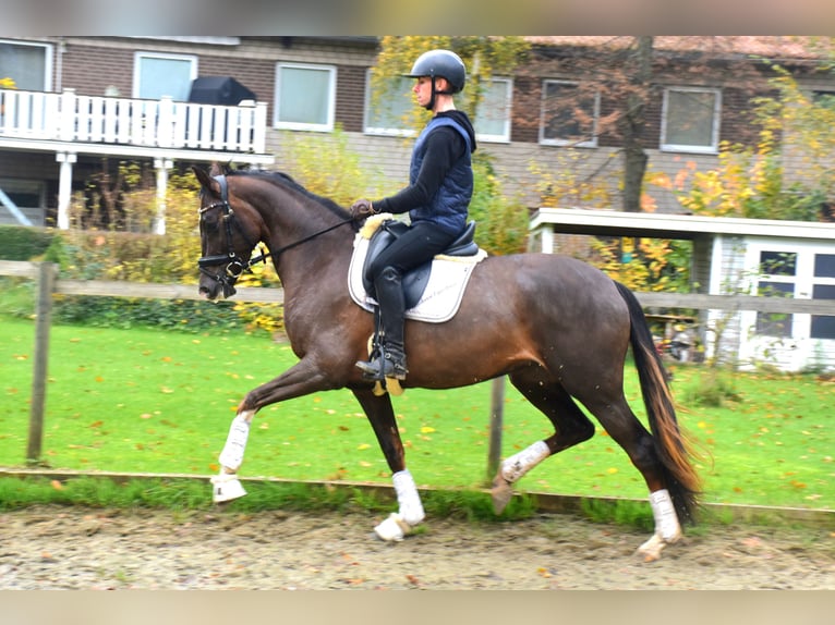 KWPN Mare 3 years 16 hh Chestnut in Neuss