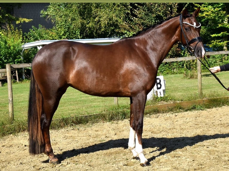 KWPN Mare 3 years 16 hh Chestnut in Neuss