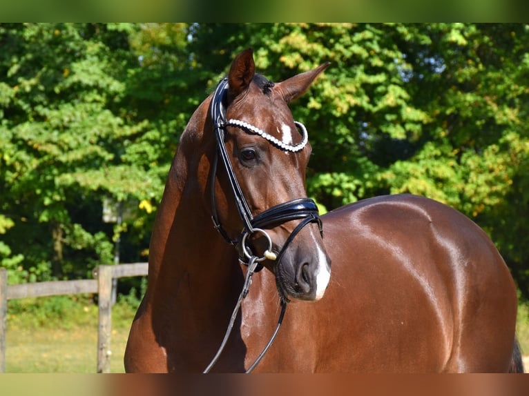 KWPN Mare 3 years 16 hh Chestnut in Neuss