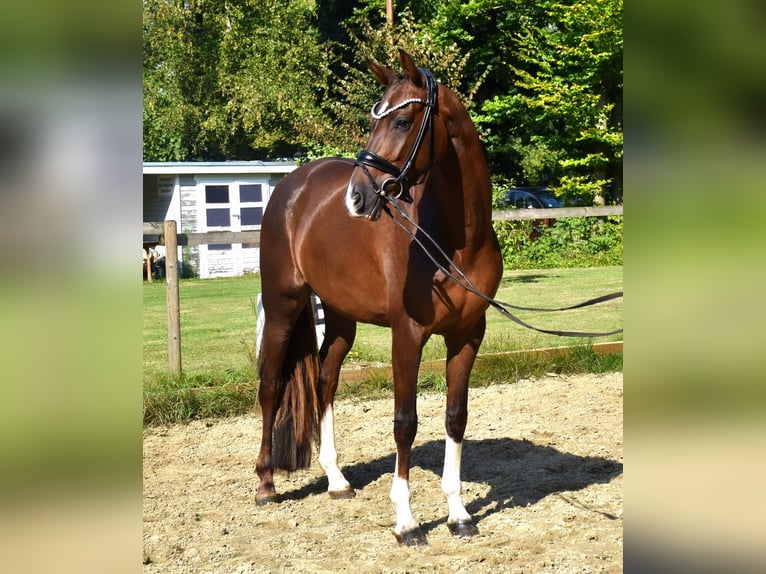 KWPN Mare 3 years 16 hh Chestnut in Neuss