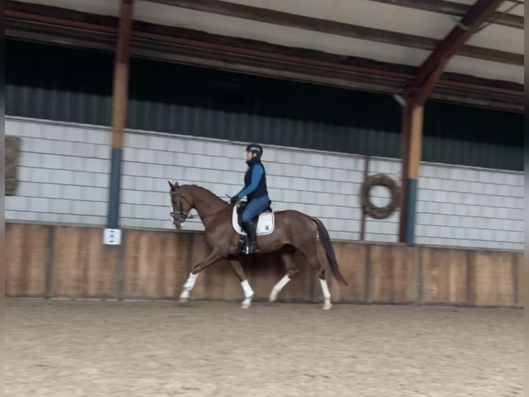 KWPN Mare 3 years 16 hh Chestnut-Red in Oud Gastel