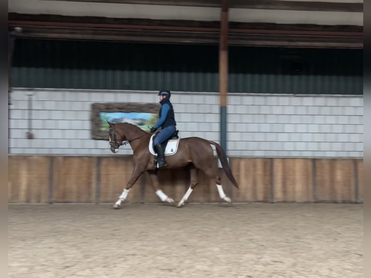 KWPN Mare 3 years 16 hh Chestnut-Red in Oud Gastel