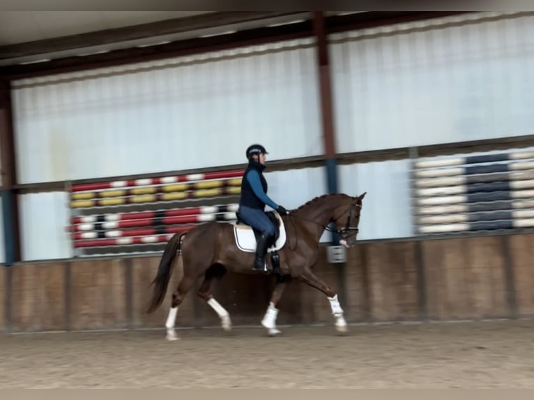 KWPN Mare 3 years 16 hh Chestnut-Red in Oud Gastel