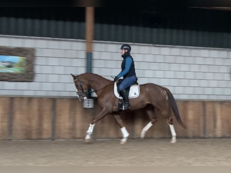 KWPN Mare 3 years 16 hh Chestnut-Red in Oud Gastel