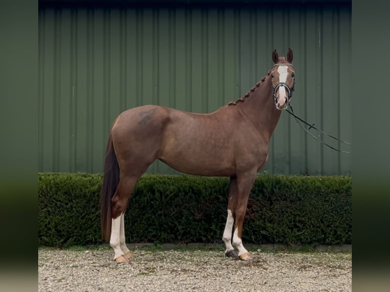 KWPN Mare 3 years 16 hh Chestnut-Red in Oud Gastel