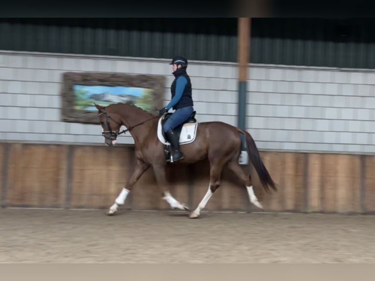 KWPN Mare 3 years 16 hh Chestnut-Red in Oud Gastel