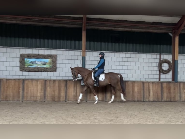 KWPN Mare 3 years 16 hh Chestnut-Red in Oud Gastel