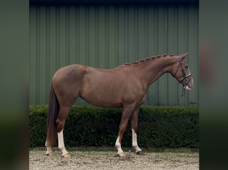 KWPN Mare 3 years 16 hh Chestnut-Red in Oud Gastel