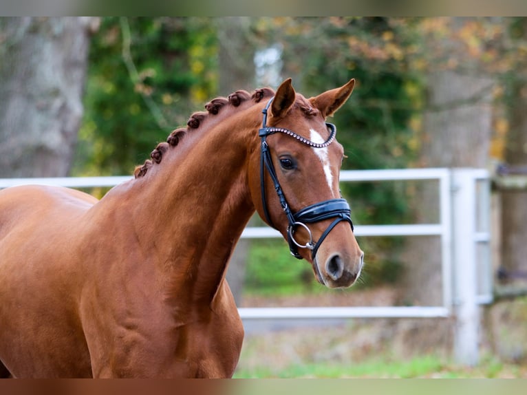 KWPN Mare 3 years 16 hh Chestnut-Red in Lienen