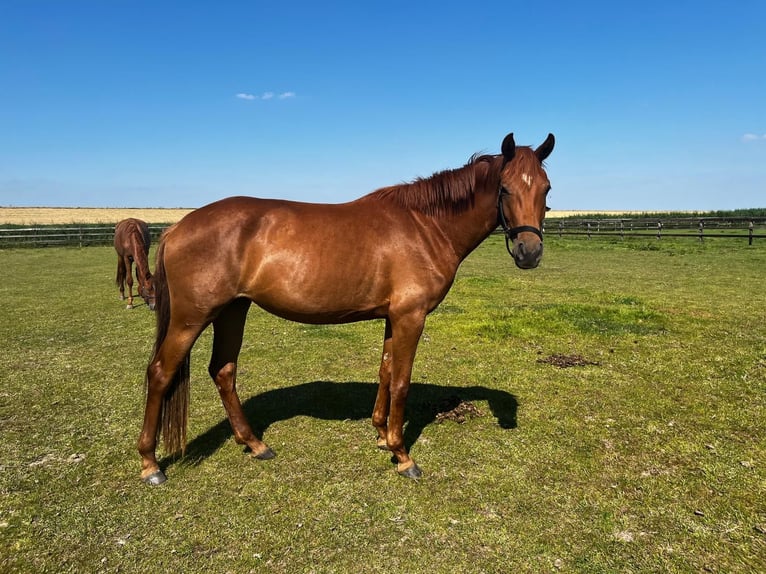 KWPN Mare 3 years 16 hh Chestnut-Red in Swifterbant