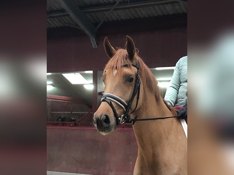 KWPN Mare 3 years 16 hh Chestnut-Red in Swifterbant