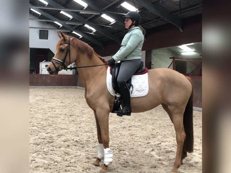 KWPN Mare 3 years 16 hh Chestnut-Red in Swifterbant