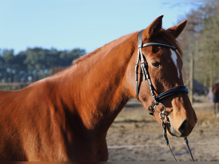 KWPN Mare 3 years 16 hh Chestnut-Red in Wachtendonk