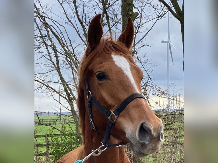 KWPN Mare 3 years 16 hh Chestnut-Red in Swifterbant