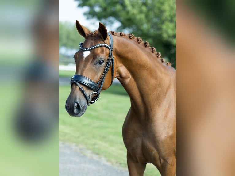 KWPN Mare 3 years 16 hh Chestnut-Red in Velddriel