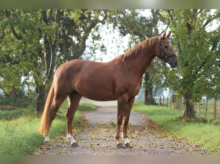 KWPN Mare 3 years 16 hh Chestnut-Red in Zegge