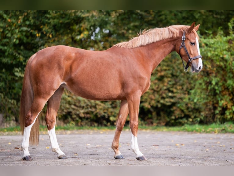 KWPN Mare 3 years 16 hh Chestnut-Red in Bladel