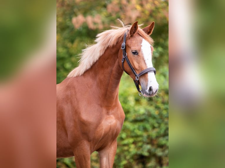 KWPN Mare 3 years 16 hh Chestnut-Red in Bladel