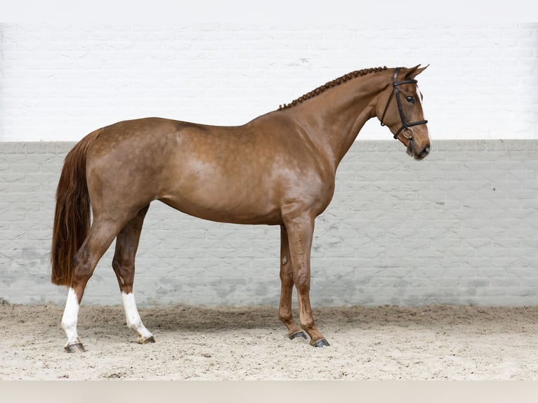 KWPN Mare 3 years 16 hh Chestnut-Red in Heerde