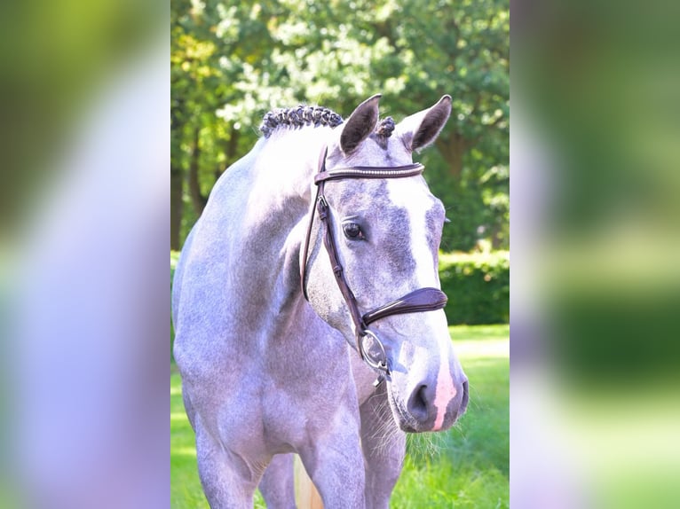 KWPN Mare 3 years 16 hh Gray in Bladel