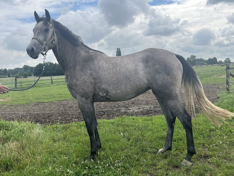 KWPN Mare 3 years 16 hh Grey in stokkum