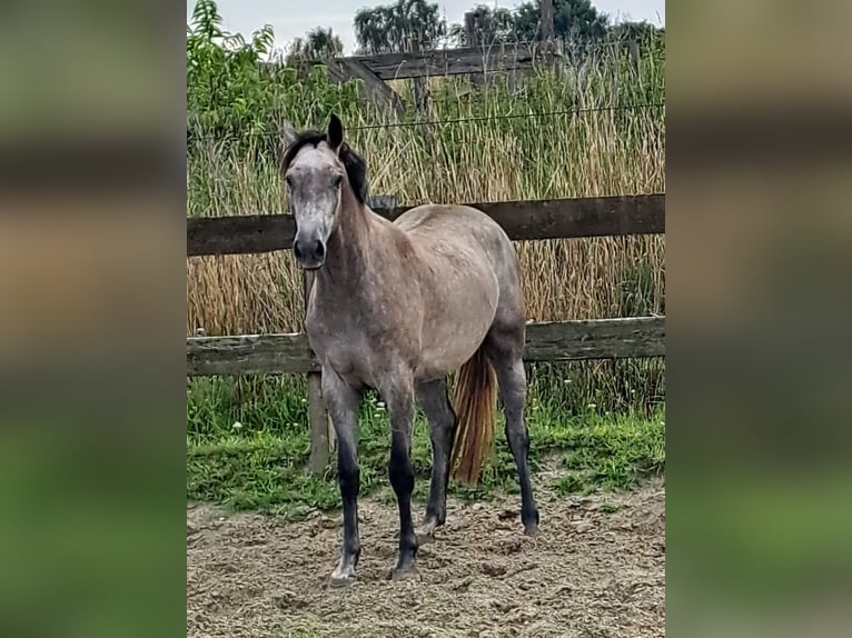 KWPN Mare 3 years 16 hh Grey in stokkum