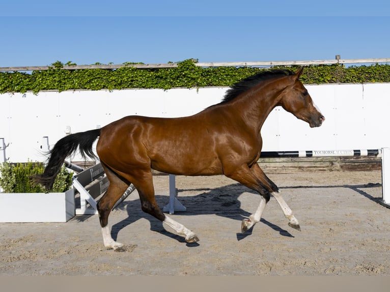 KWPN Mare 3 years 16 hh in Waddinxveen