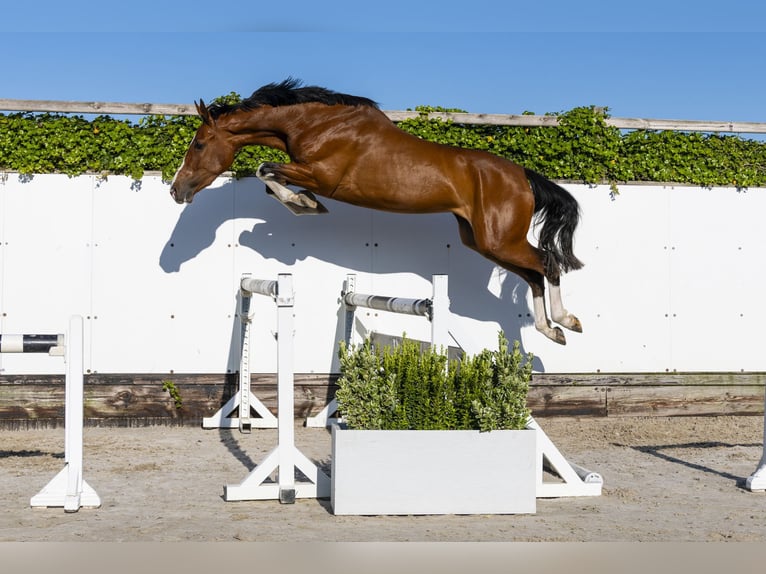KWPN Mare 3 years 16 hh in Waddinxveen