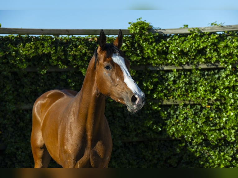 KWPN Mare 3 years 16 hh in Waddinxveen