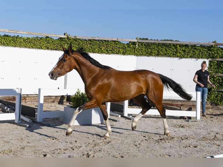 KWPN Mare 3 years 16 hh in Waddinxveen